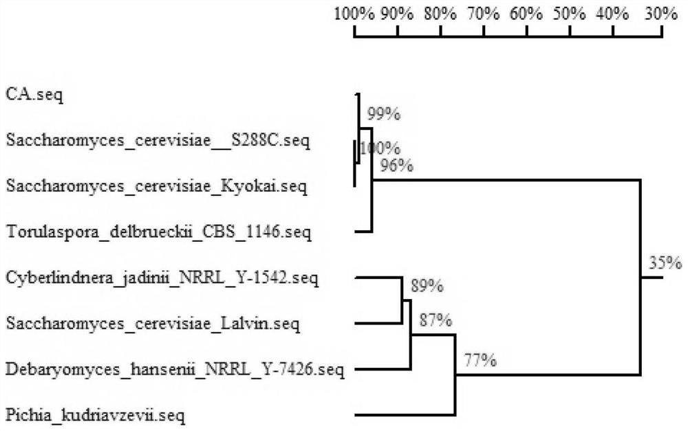 A kind of Saccharomyces cerevisiae with high production of c6-c10 ethyl ester and its construction method and use