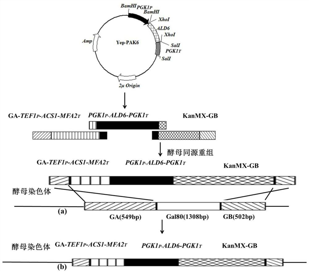 A kind of Saccharomyces cerevisiae with high production of c6-c10 ethyl ester and its construction method and use