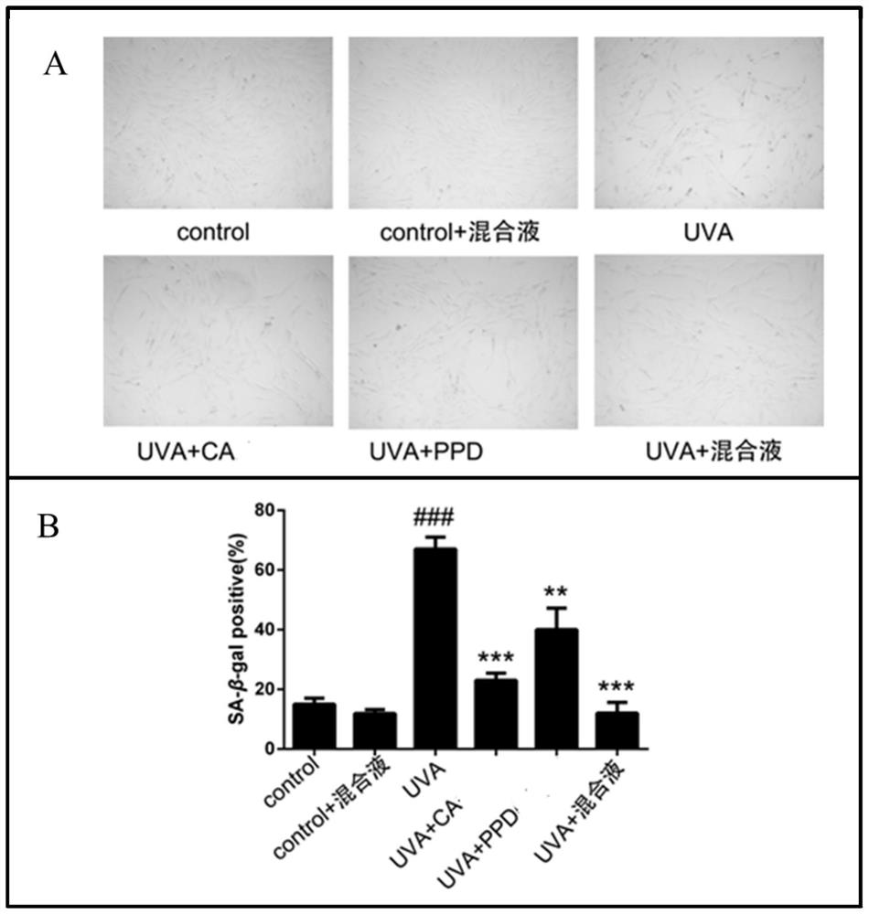 Anti-skin photoaging composition and application thereof