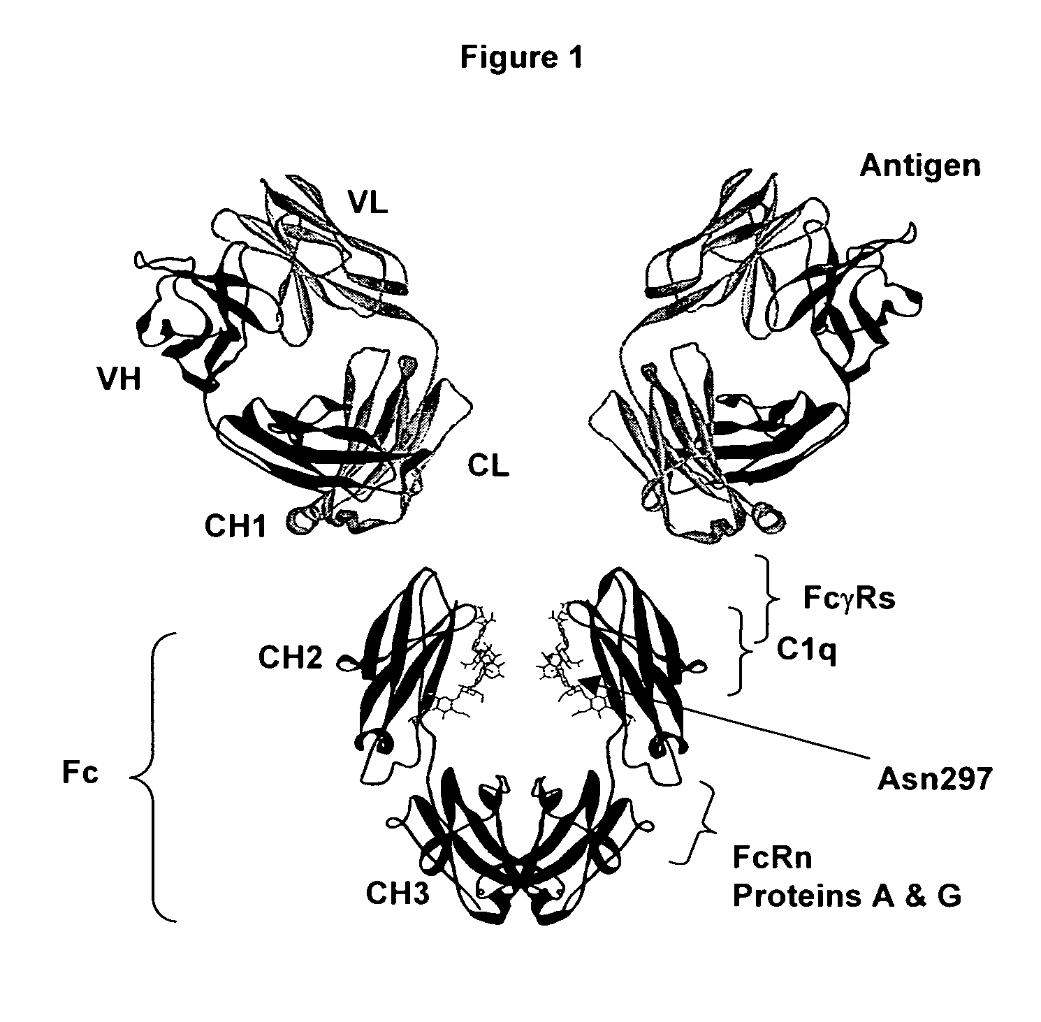 Fc polypeptides with novel Fc ligand binding sites