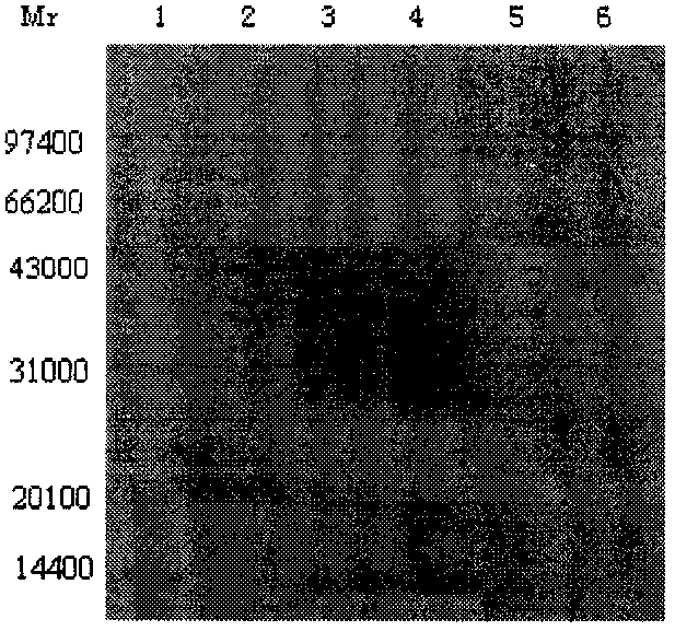 Fish Vibrio. alginolyticus anti-idiotype antibody genetic engineering vaccine and preparation method thereof