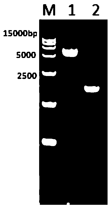 Expression plasmid, cell strain for packing capacity-increased bibasic adenovirus and application of cell strain