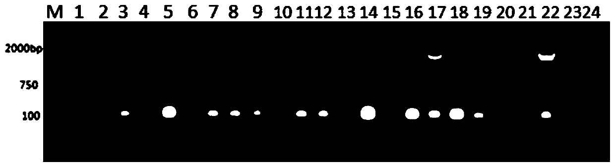 Expression plasmid, cell strain for packing capacity-increased bibasic adenovirus and application of cell strain