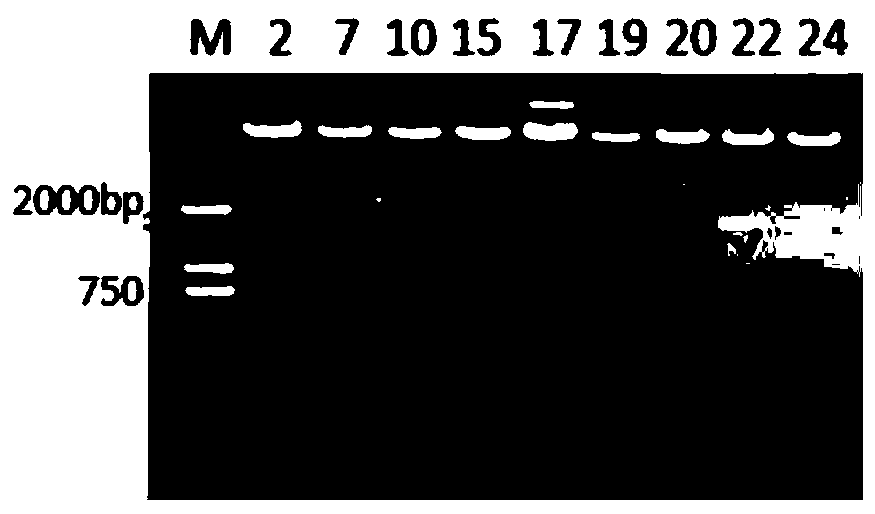 Expression plasmid, cell strain for packing capacity-increased bibasic adenovirus and application of cell strain