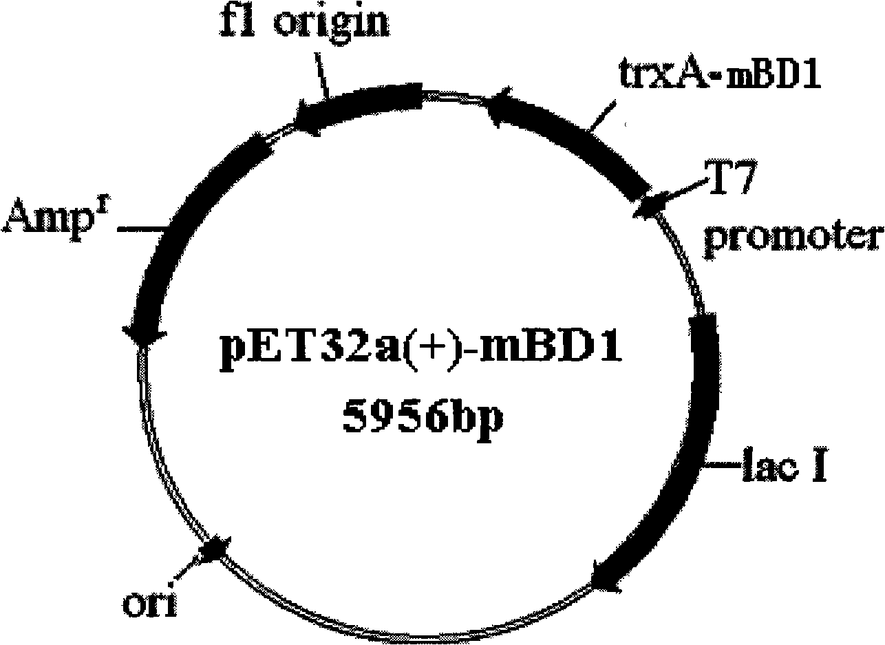 Mouse beta-alexin 1 recombinant plasmids, polypeptides, uses and preparations thereof