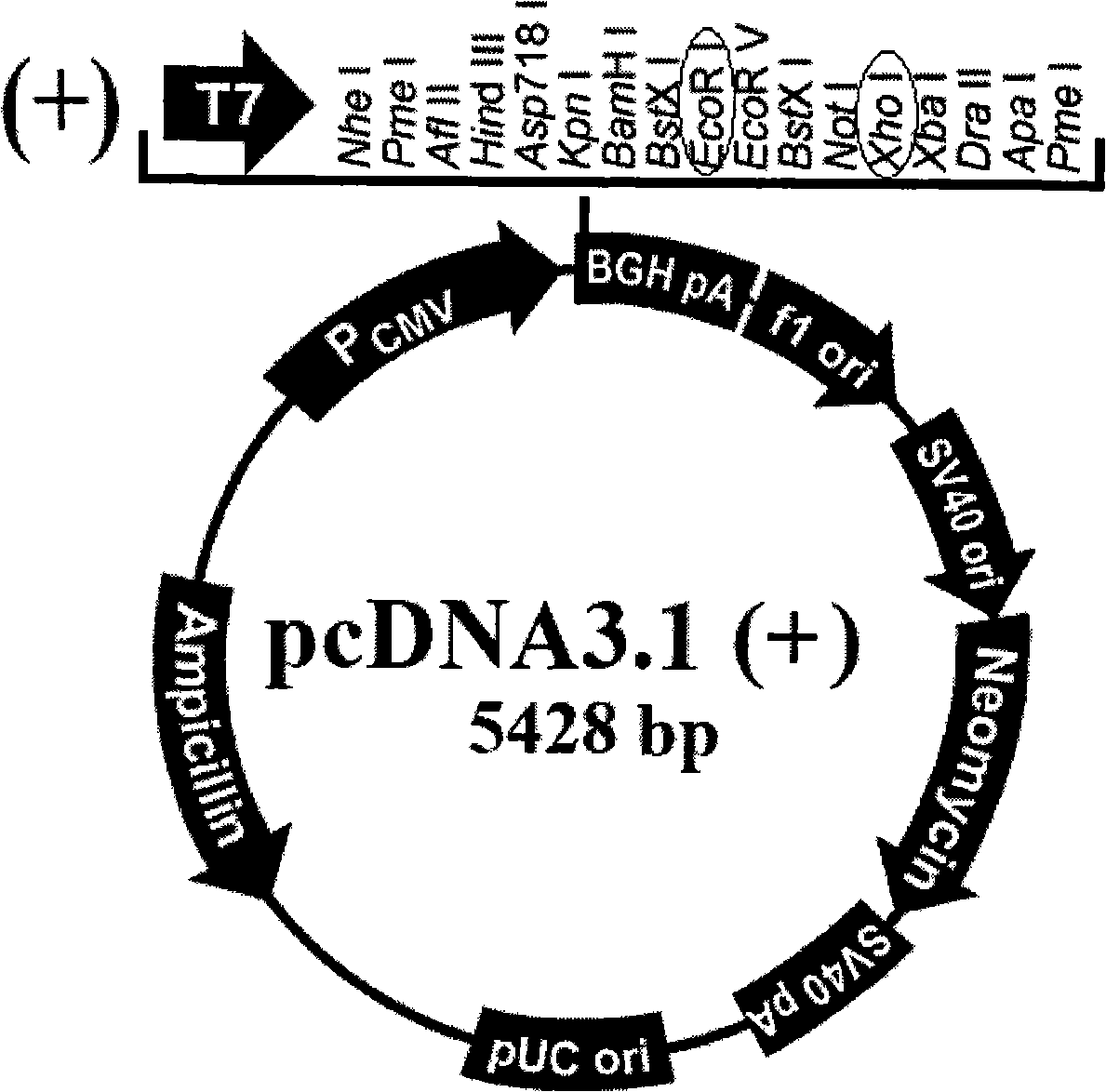 Mouse beta-alexin 1 recombinant plasmids, polypeptides, uses and preparations thereof