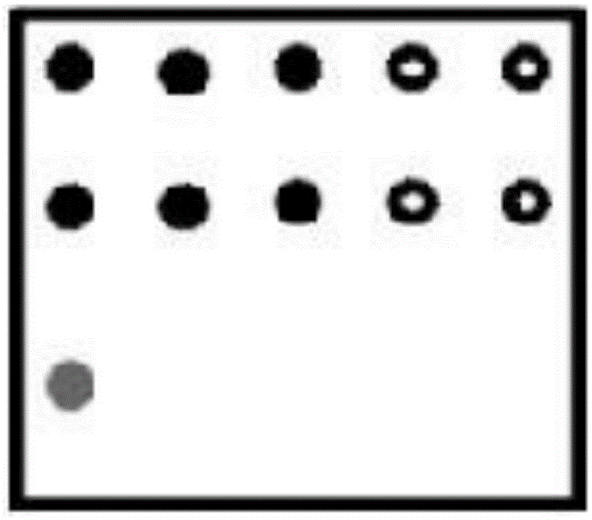 Probe identifying three aedes simultaneously on the basis of gene chip and kit