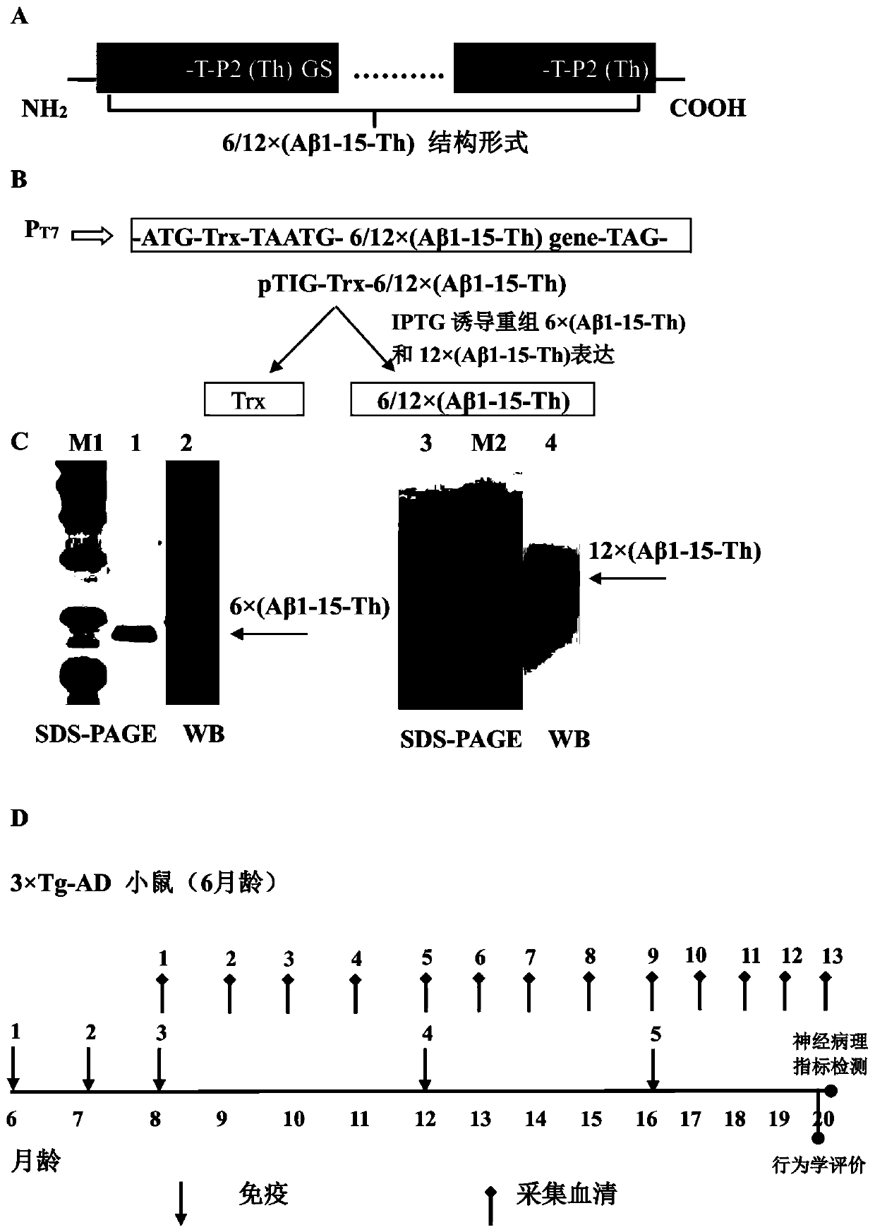 Conformation-specific recombinant A beta 1-42-like oligomer antigen as well as preparation method and application thereof