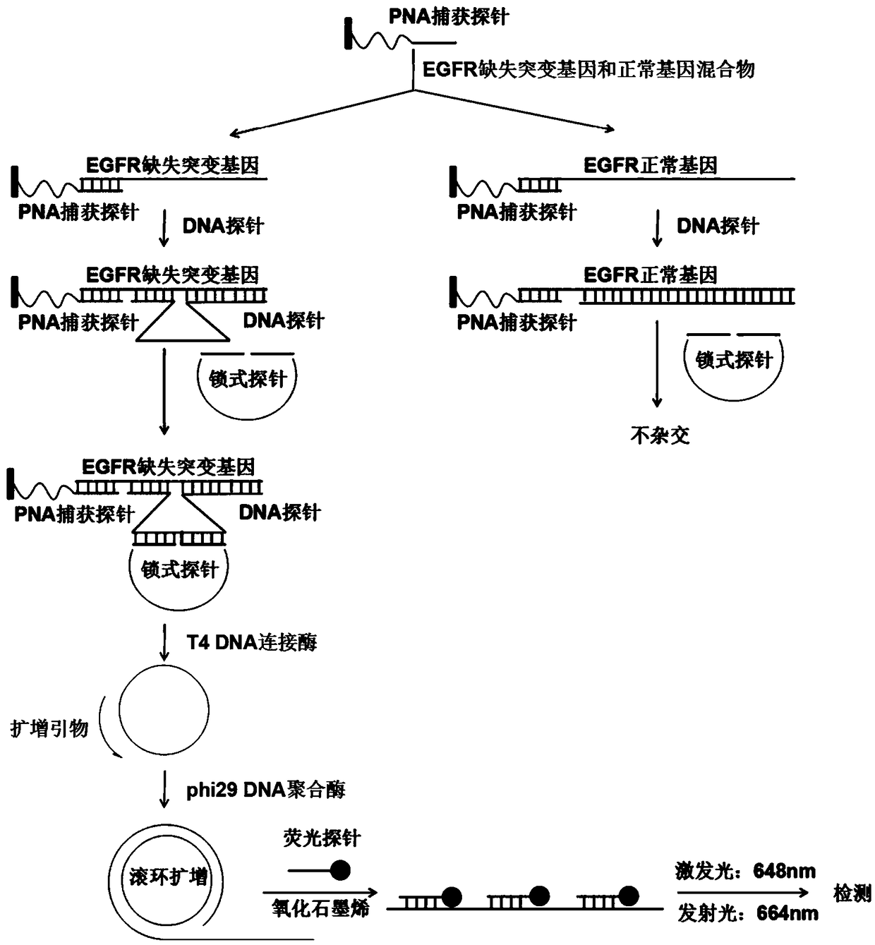 Fluorescence detection kit and fluorescence detection method for deletion mutation of gene