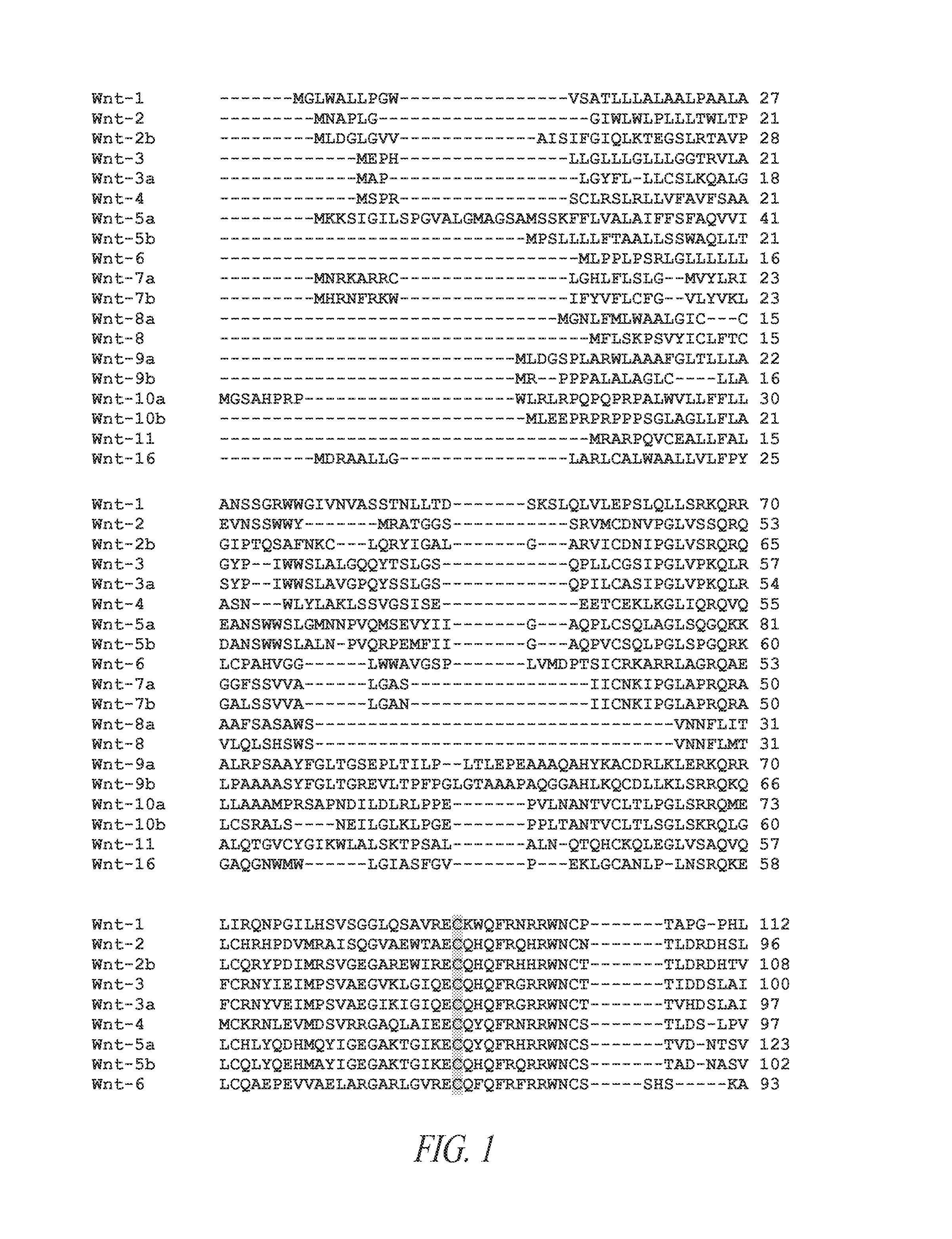 Novel wnt compositions and therapeutic uses of such compositions