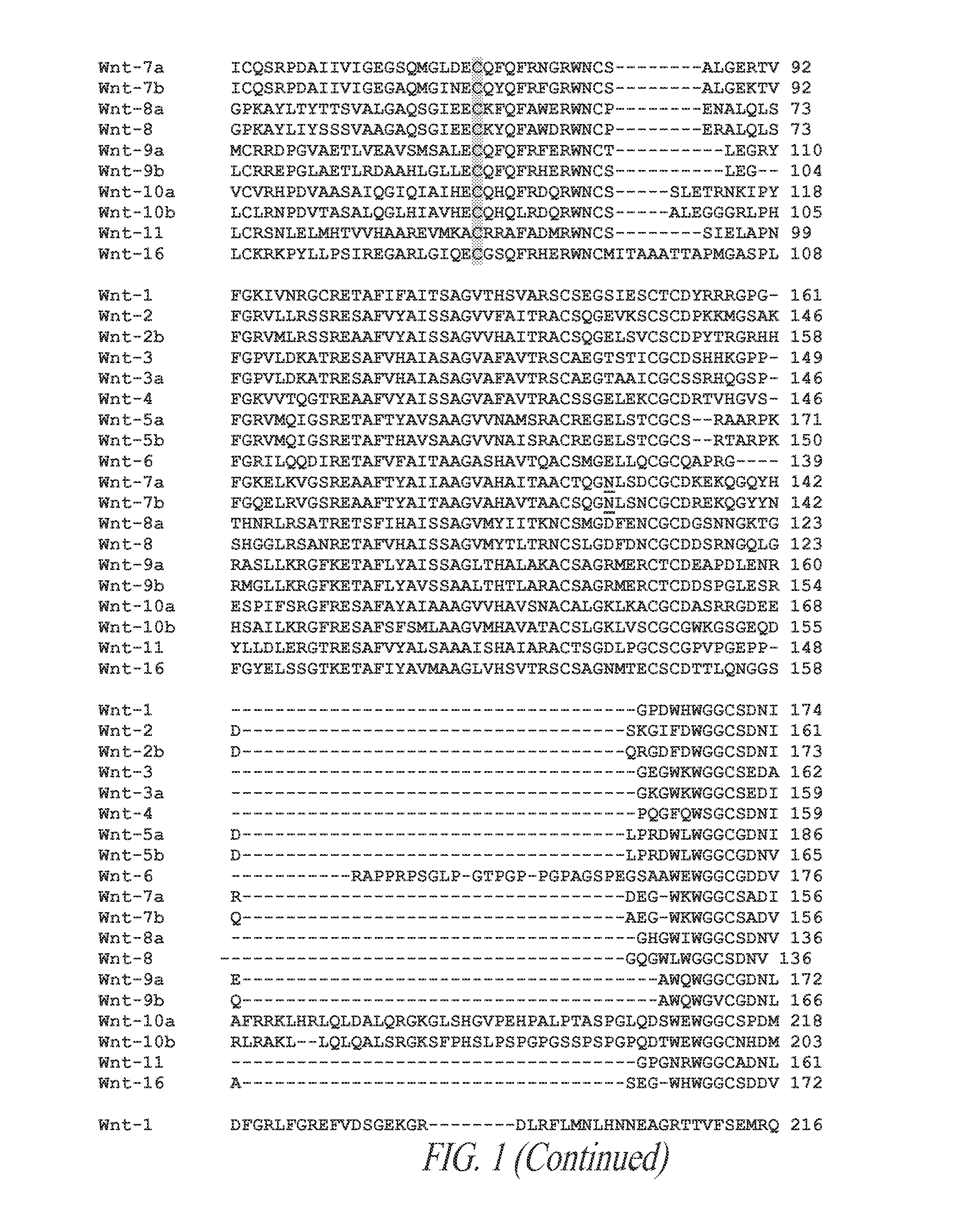 Novel wnt compositions and therapeutic uses of such compositions