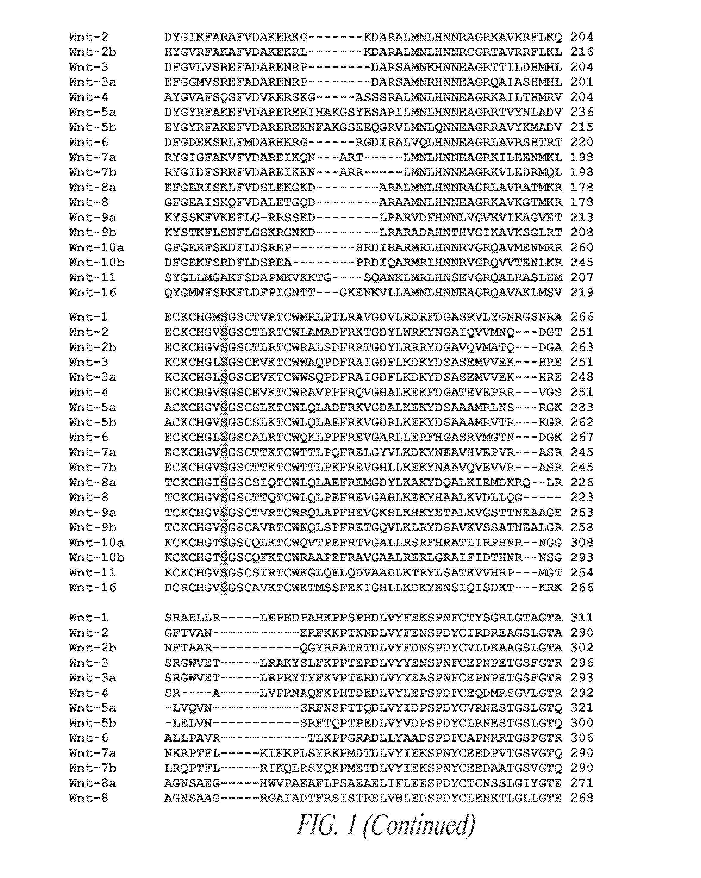 Novel wnt compositions and therapeutic uses of such compositions