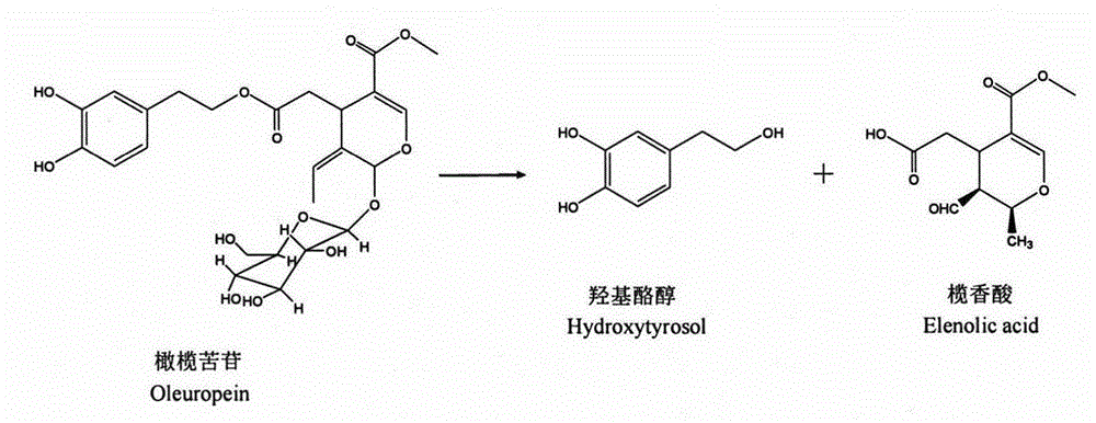 Method for preparing high-purity hydroxytyrosol by using high-speed counter-current chromatography and high performance liquid chromatography in combined manner