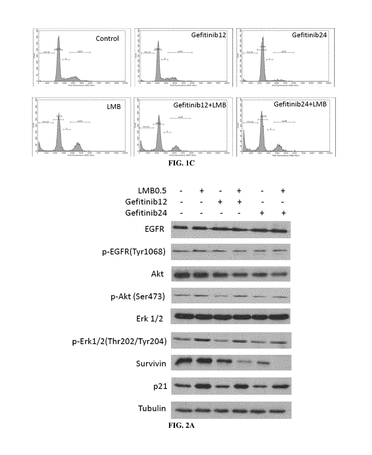 Crm1 inhibitors reduce primary and acquired resistance of EGFR inhibitors in lung cancer cells