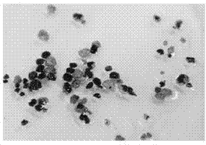 Rapid culture method for mixed culture denitrification desulphurization granule sludge