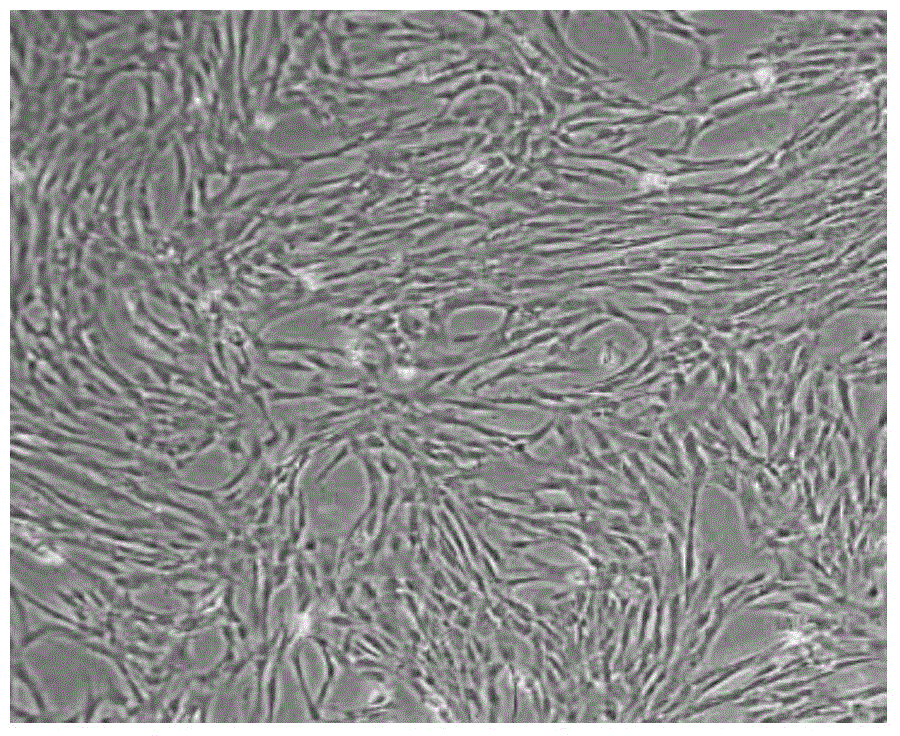 Cryopreservation method of umbilical cord tissue blocks