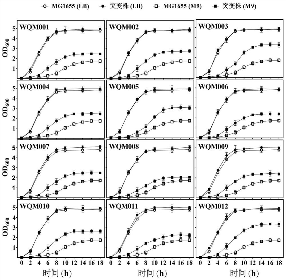 Construction and application of fimbriae-free escherichia coli capable of improving production efficiency