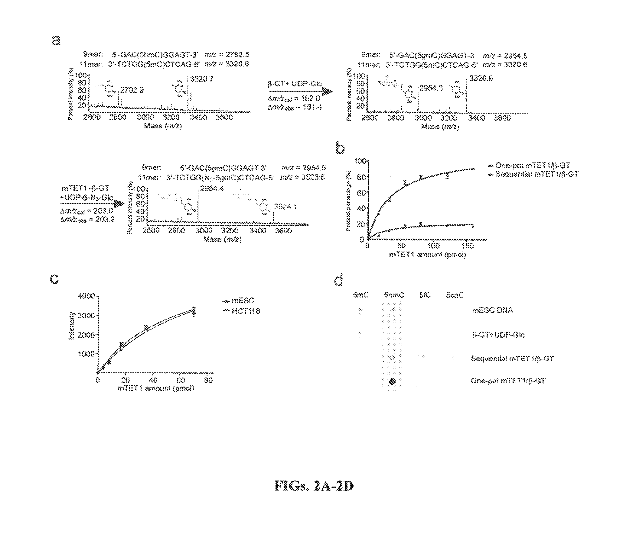COMPOSITION AND METHODS RELATED TO MODIFICATION OF 5-METHYLCYTOSINE (5-mC)