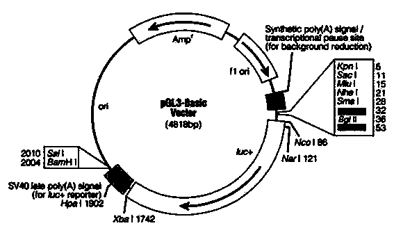 Reporter gene testing method for enhancer and promoter functions of intron SNP of CYP3A4