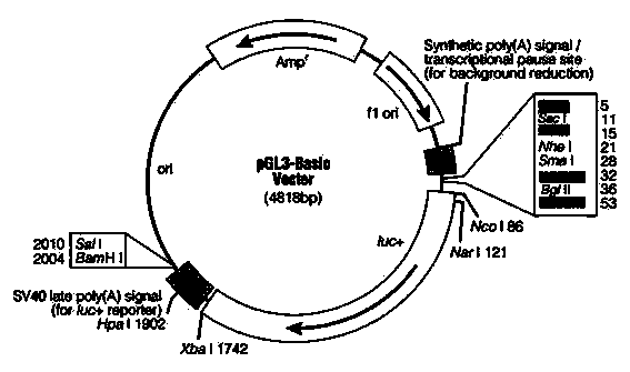 Reporter gene testing method for enhancer and promoter functions of intron SNP of CYP3A4