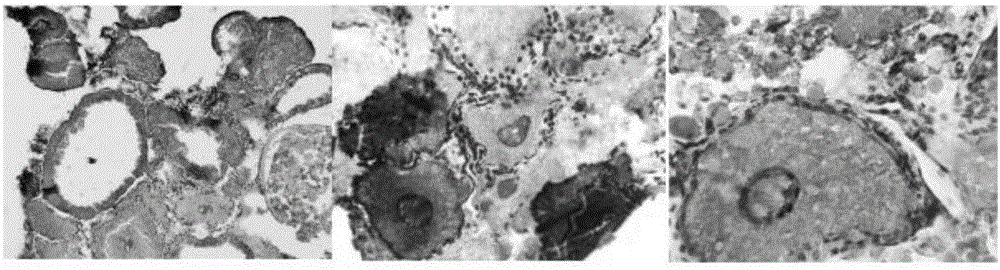 FFRC strain common carp mature ovarian tissue frozen section making method