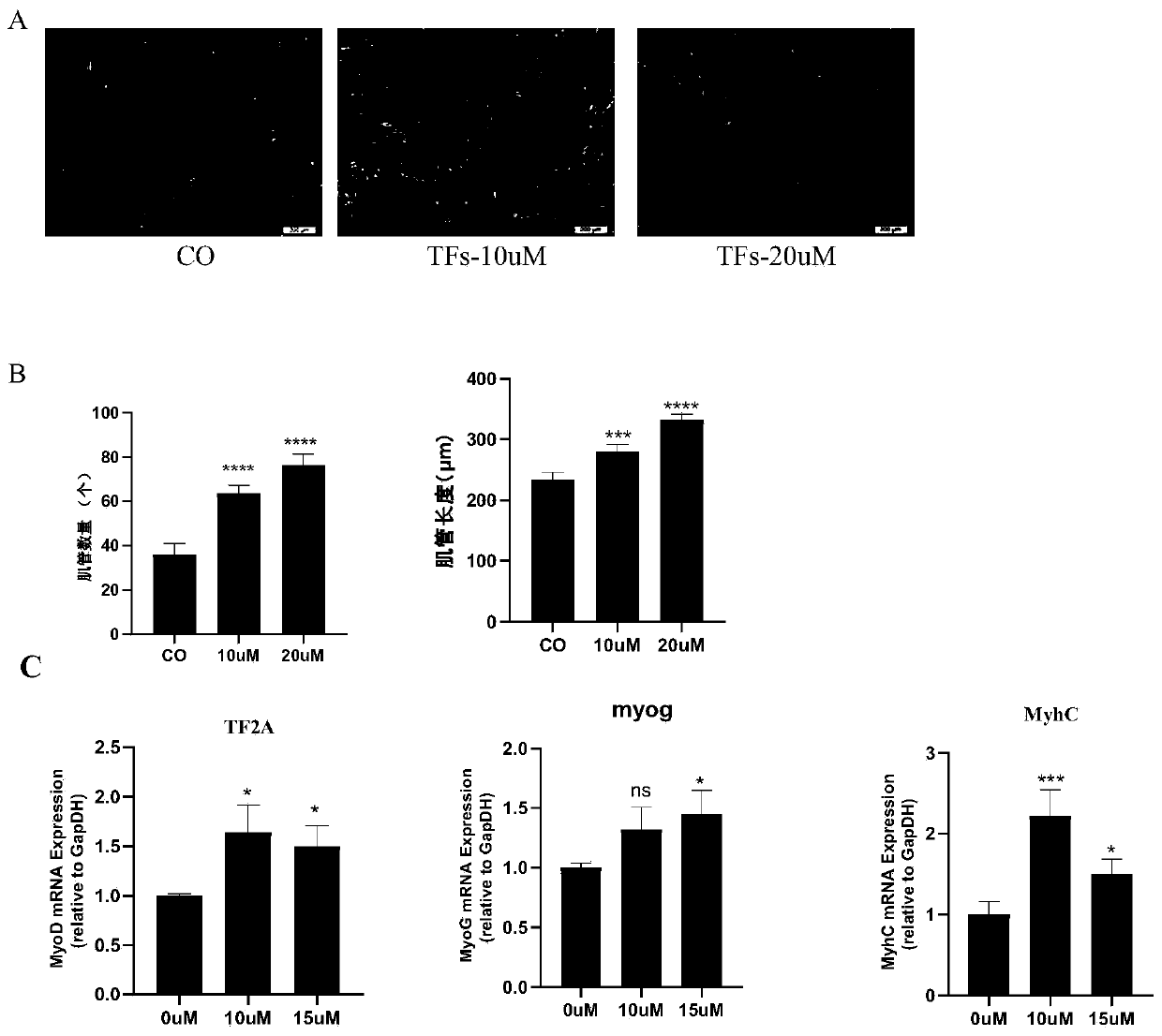 Theaflavin muscle-strengthening dietary nutritional supplement and preparation method thereof