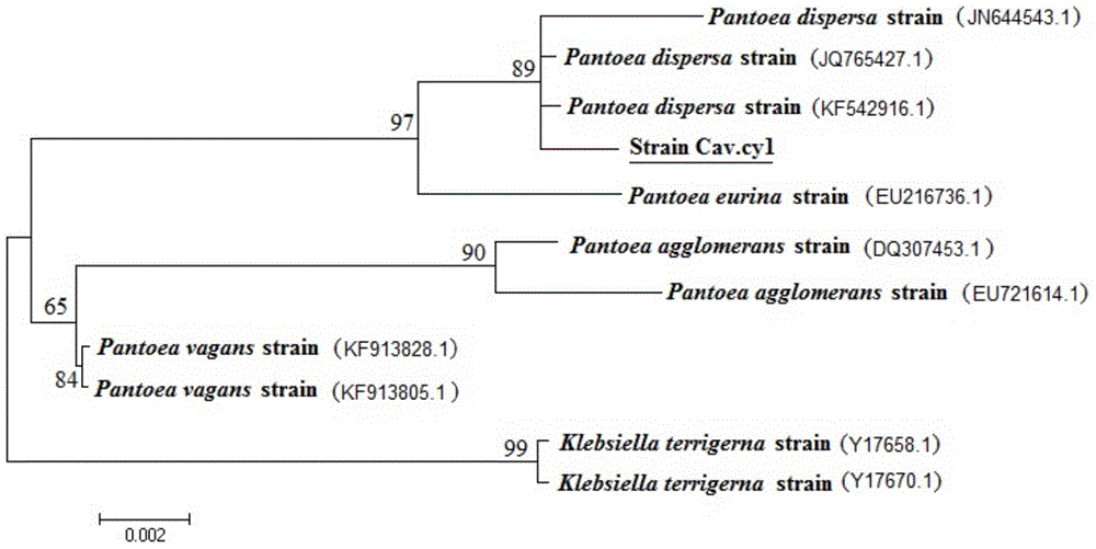 Pantoea dispersa and applications thereof