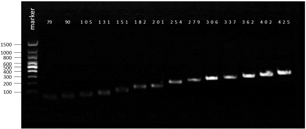 Fast detection method of cell line CRISPR/Cas9 gene knock-out