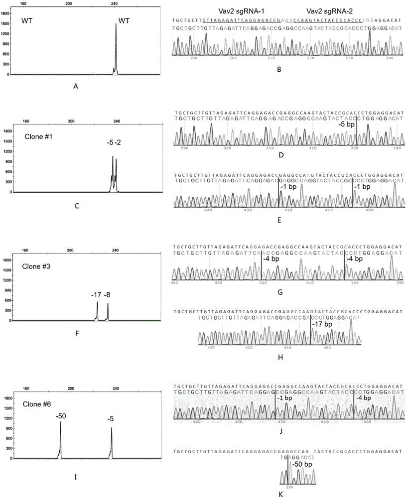 Fast detection method of cell line CRISPR/Cas9 gene knock-out