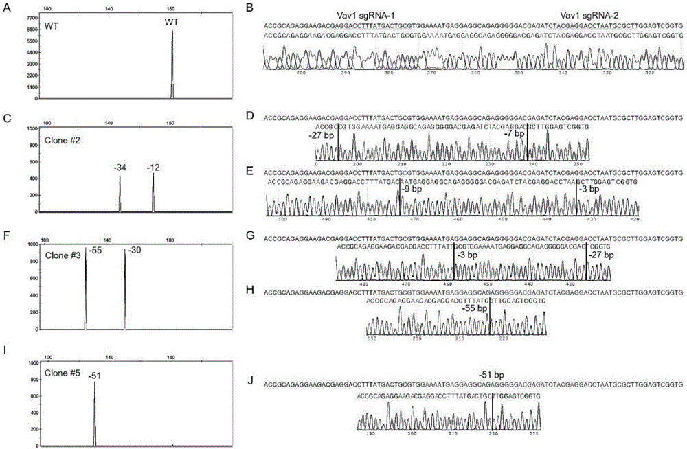 Fast detection method of cell line CRISPR/Cas9 gene knock-out