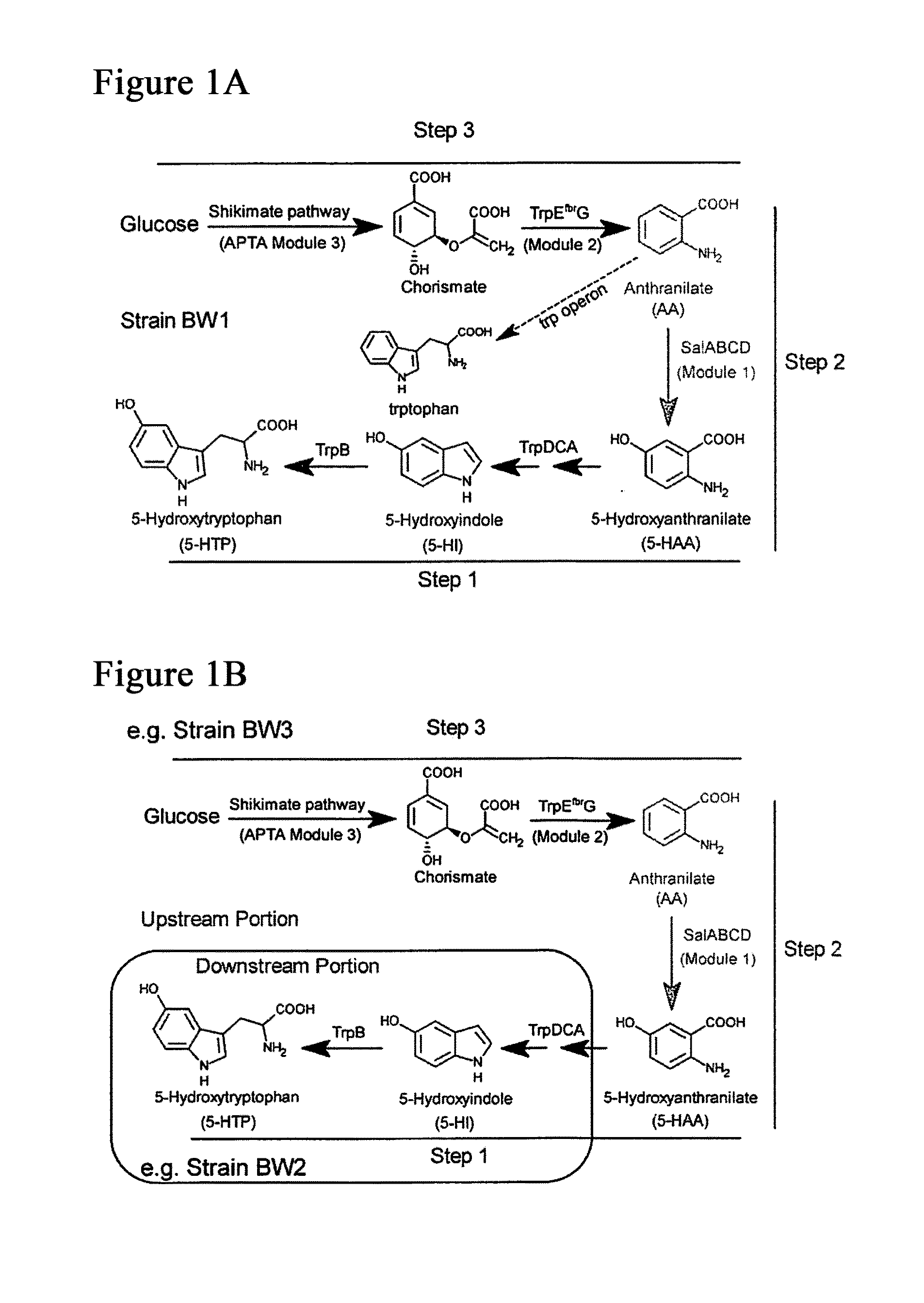 Precursor-directed biosynthesis of 5-hydroxytryptophan