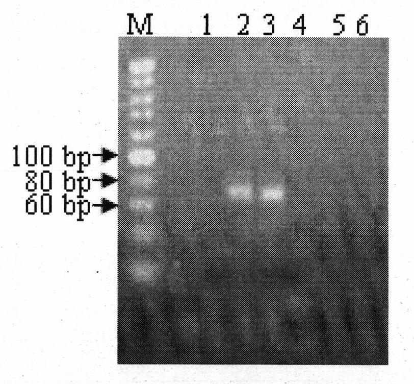 PCR identification method of Chinese medicament turtle-derived component