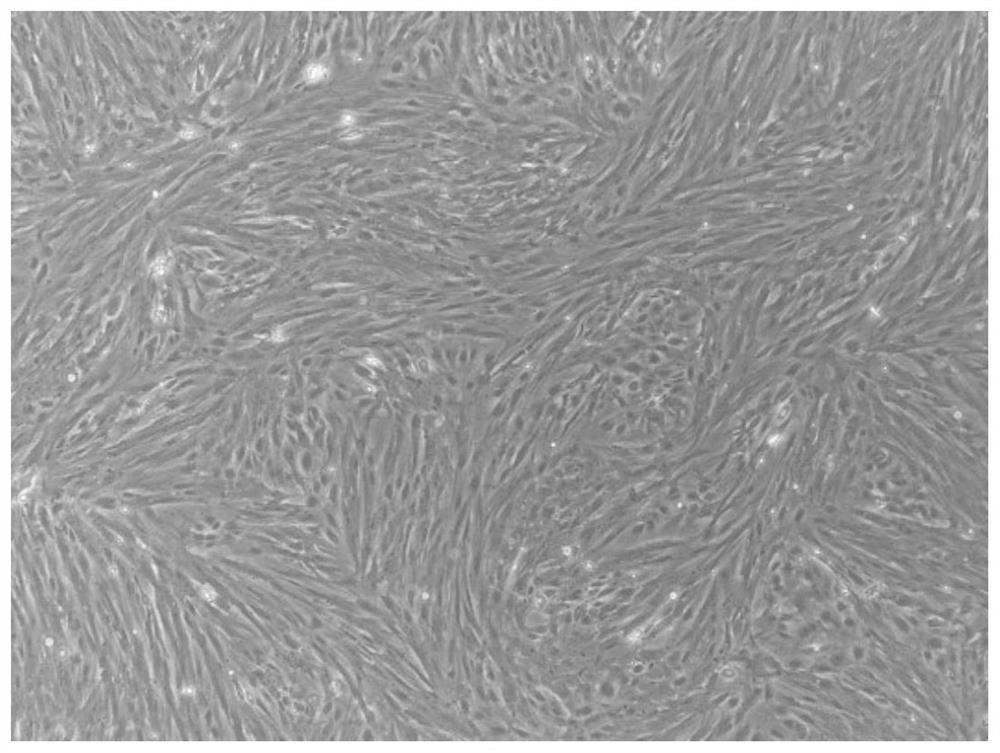 Mandarin fish spinal cord tissue cell line and construction method and application thereof