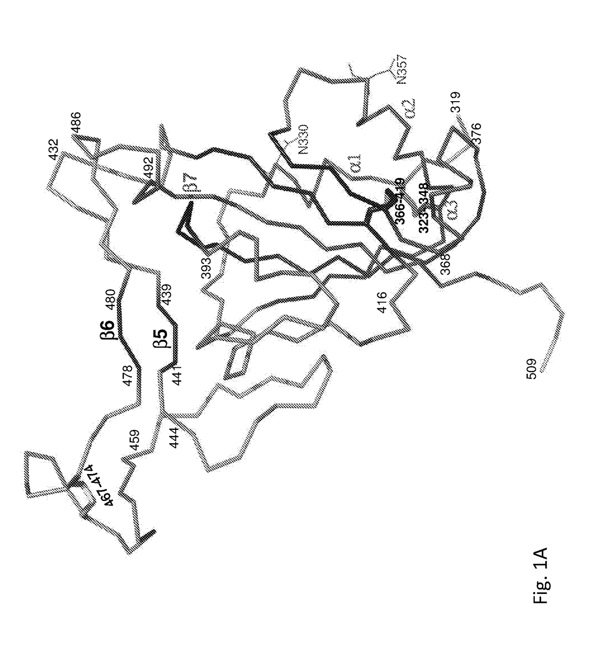 Coronaviruses epitope-based vaccines