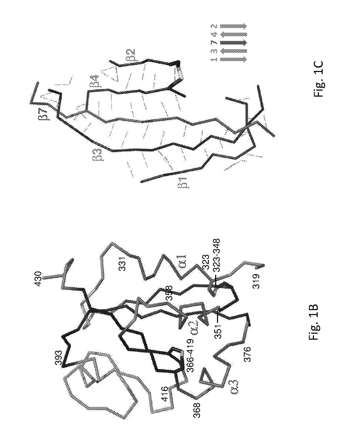 Coronaviruses epitope-based vaccines