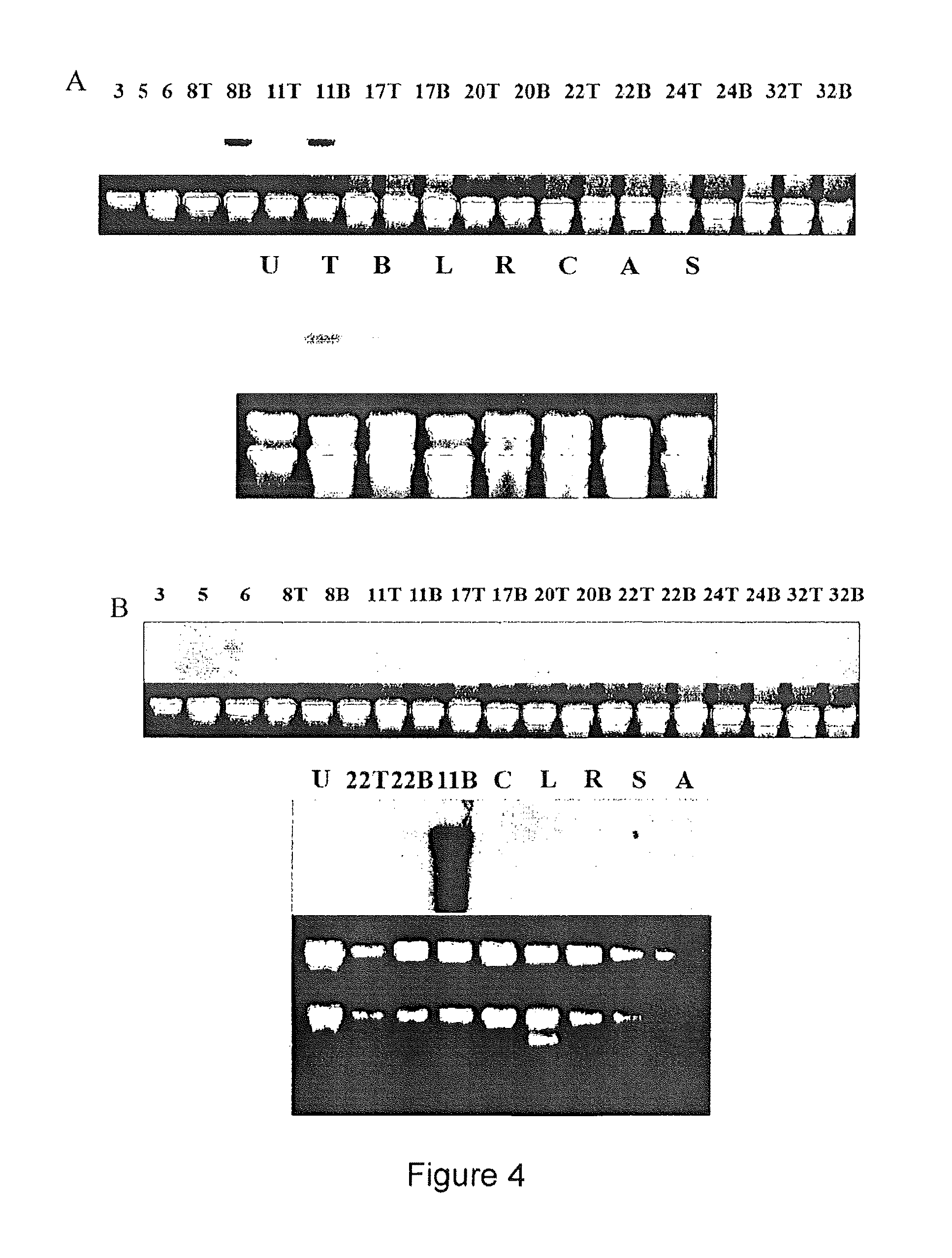 Pedicel specific promoter