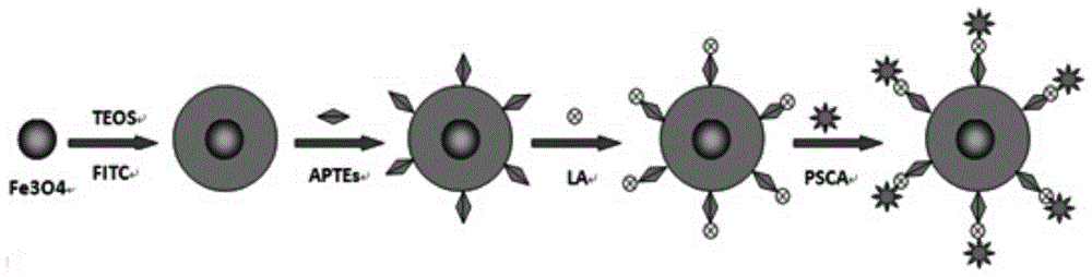 Preparation method of mesoporous silicon nanoparticles with antibody-mediated optomagnetic dual-mode