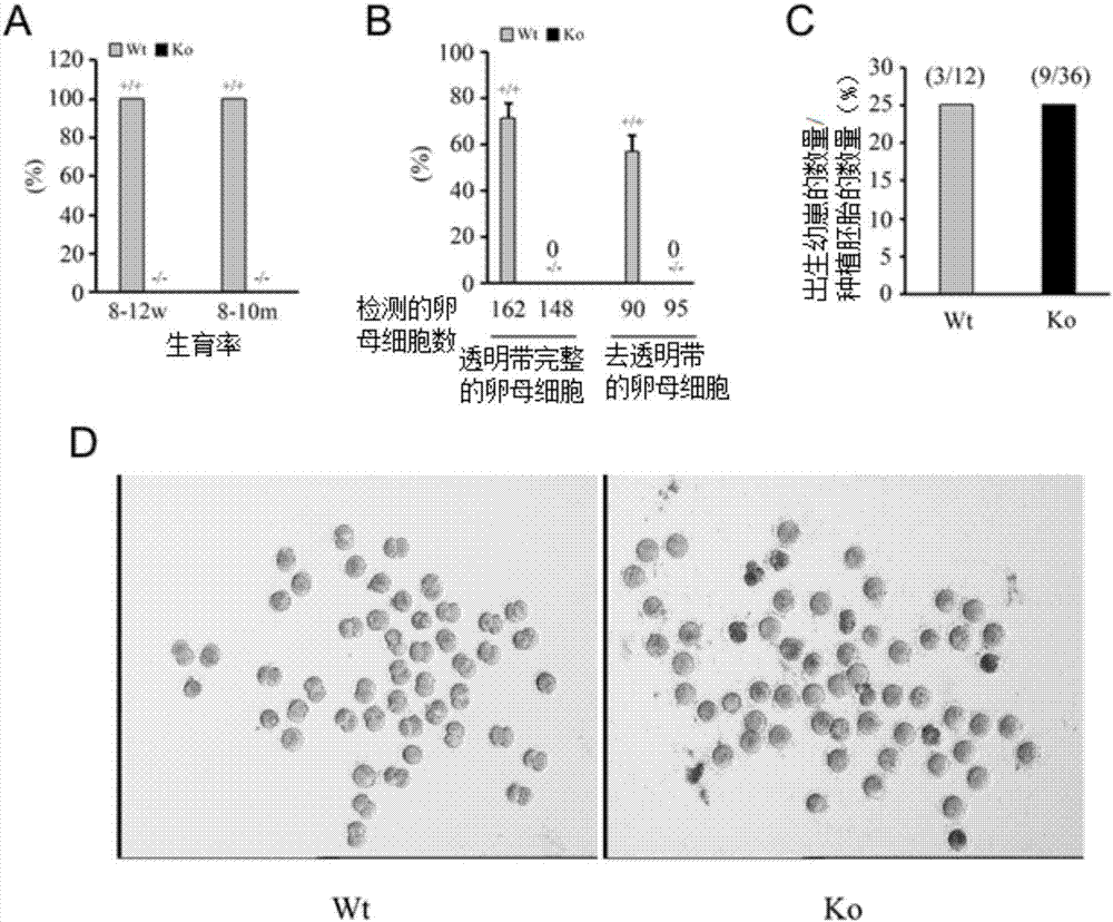 Application of EMC10 protein as biomarker in diagnosis of male infertility