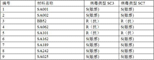 Application of single nucleotide polymorphism site in auxiliary identification of resistance of soybean mosaic virus