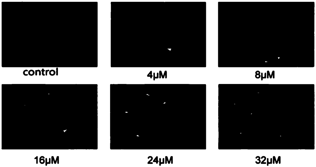 Application of quinoline derivatives of N-isostere tectorigenin in anti-hepatocarcinoma drugs