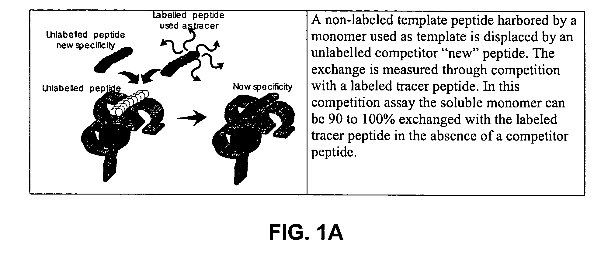 Solution-based methods for detecting MHC-binding peptides