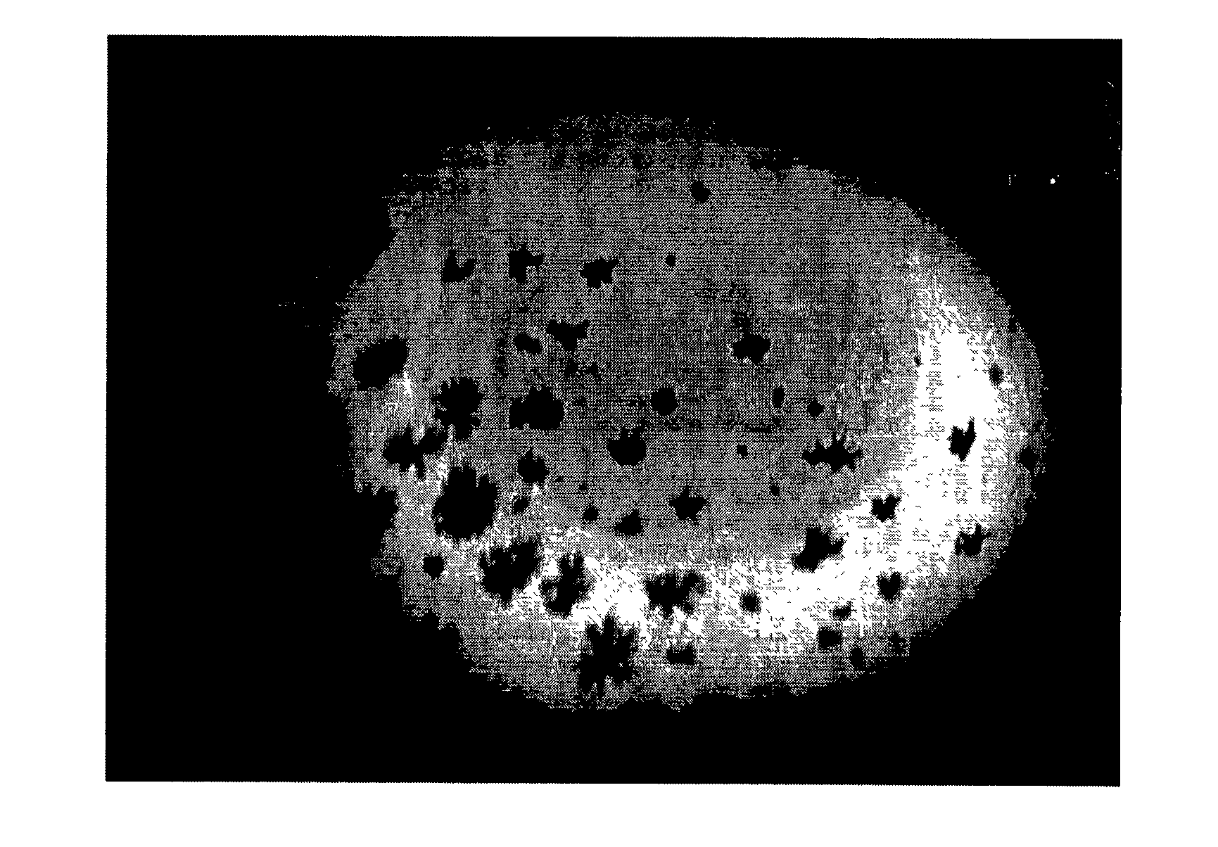 Water soluble metal and semiconductor nanoparticle complexes