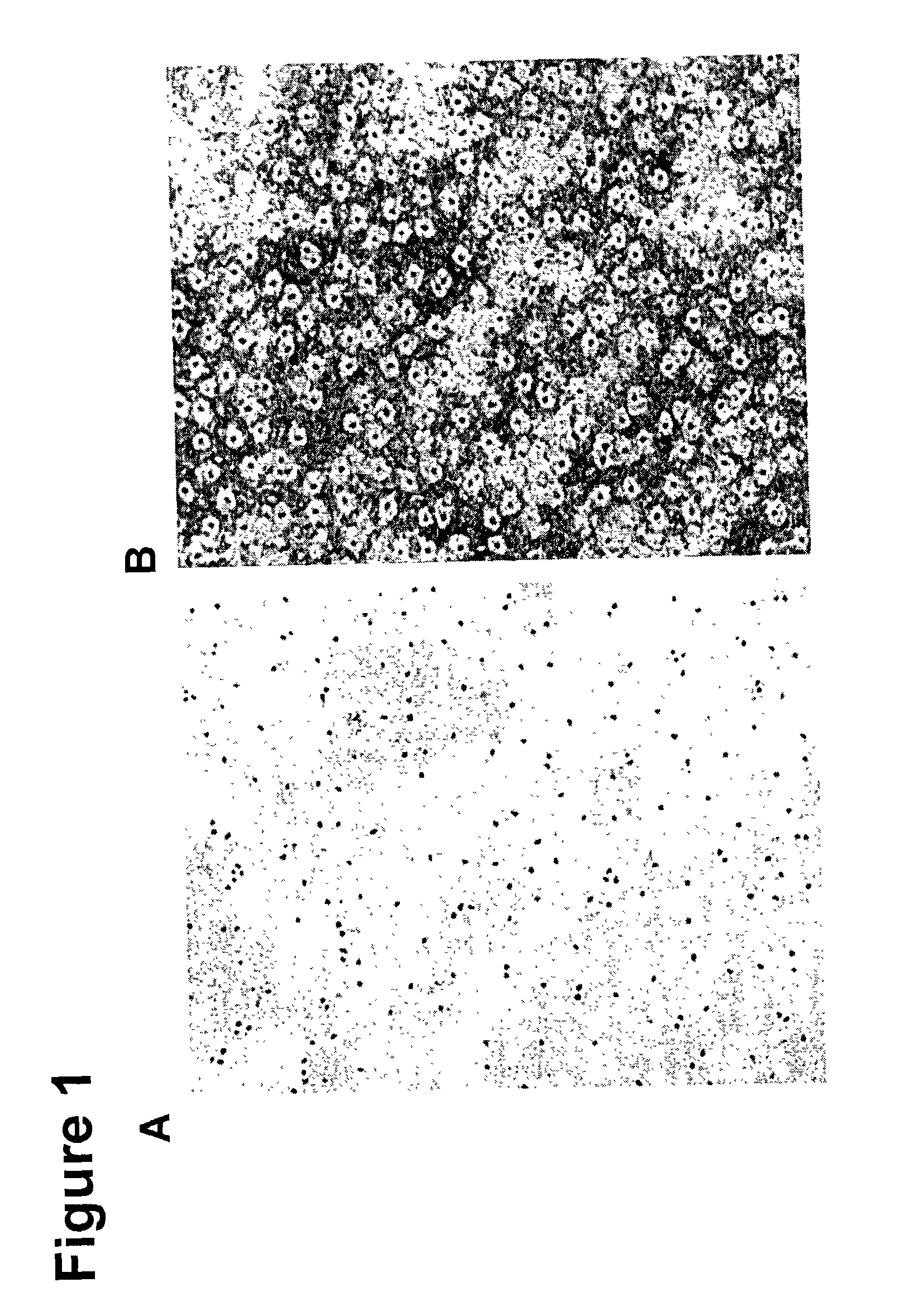 Water soluble metal and semiconductor nanoparticle complexes