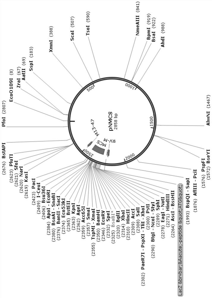 Plant expression vector and application thereof in degradation of rice lignin