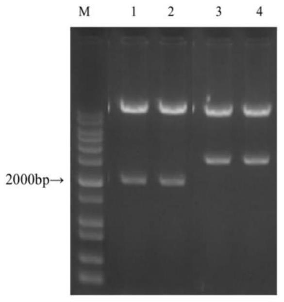 Plant expression vector and application thereof in degradation of rice lignin