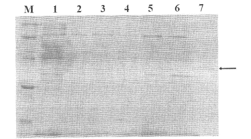 Method for detecting N-acylated homoserine lactone