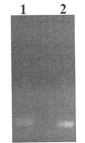 Method for detecting N-acylated homoserine lactone