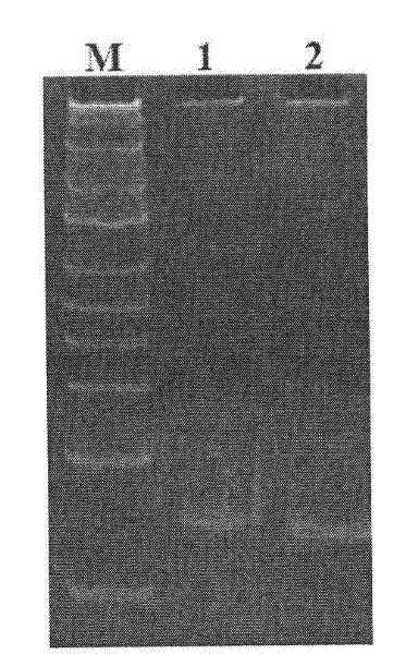 Method for detecting N-acylated homoserine lactone