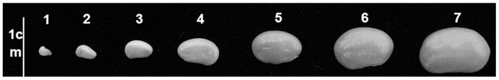 Application of soybean transcription factor GmbZIP336 and soybean transcription factor GmbZIP336 encoding gene in regulation of grain weight of seed