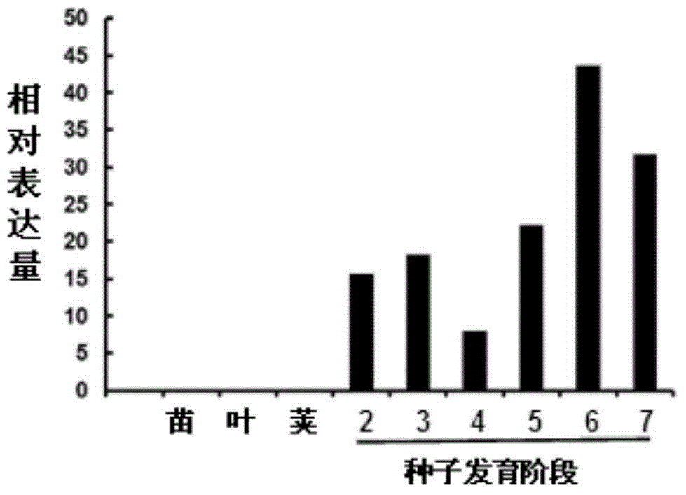 Application of soybean transcription factor GmbZIP336 and soybean transcription factor GmbZIP336 encoding gene in regulation of grain weight of seed